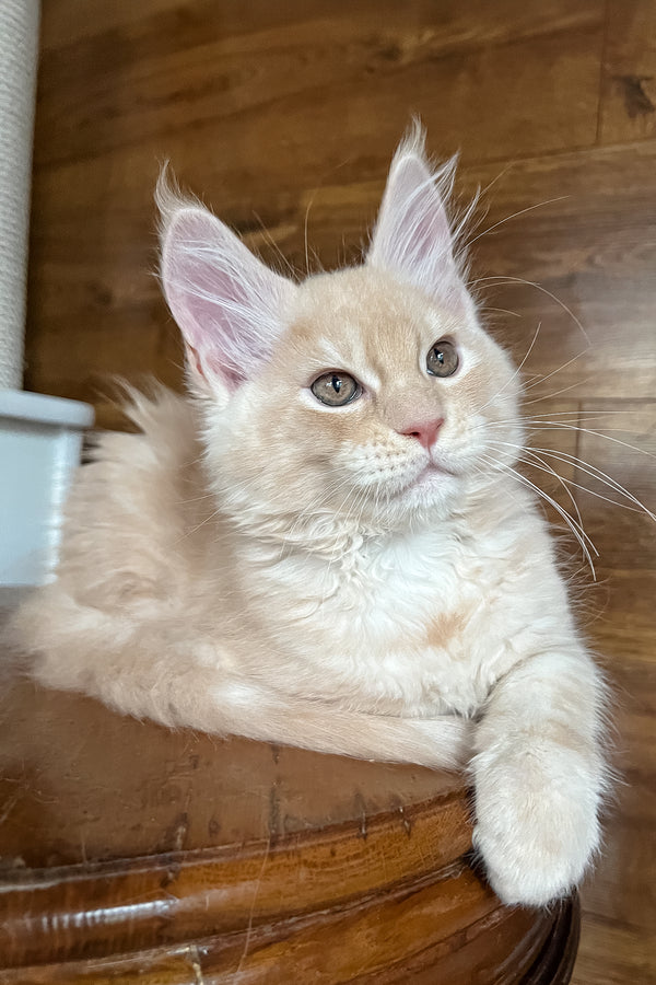 Richi | Maine Coon Kitten