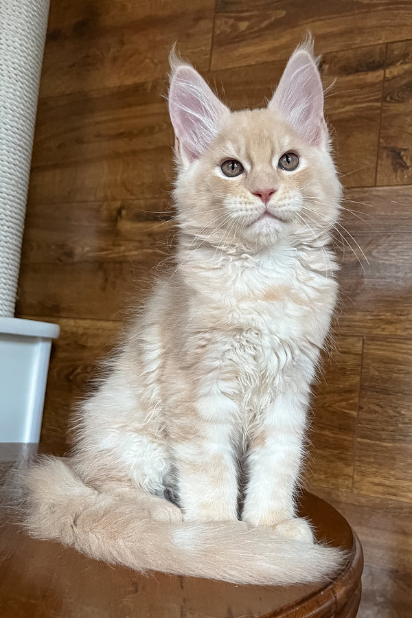 Richi | Maine Coon Kitten