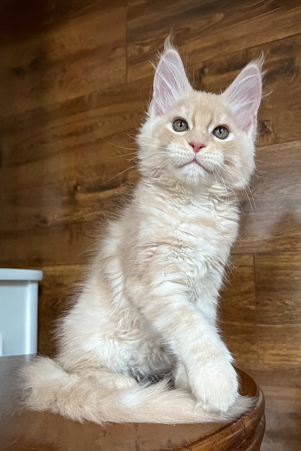 Richi | Maine Coon Kitten