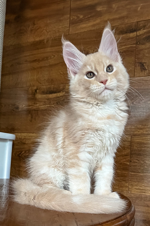 Richi | Maine Coon Kitten