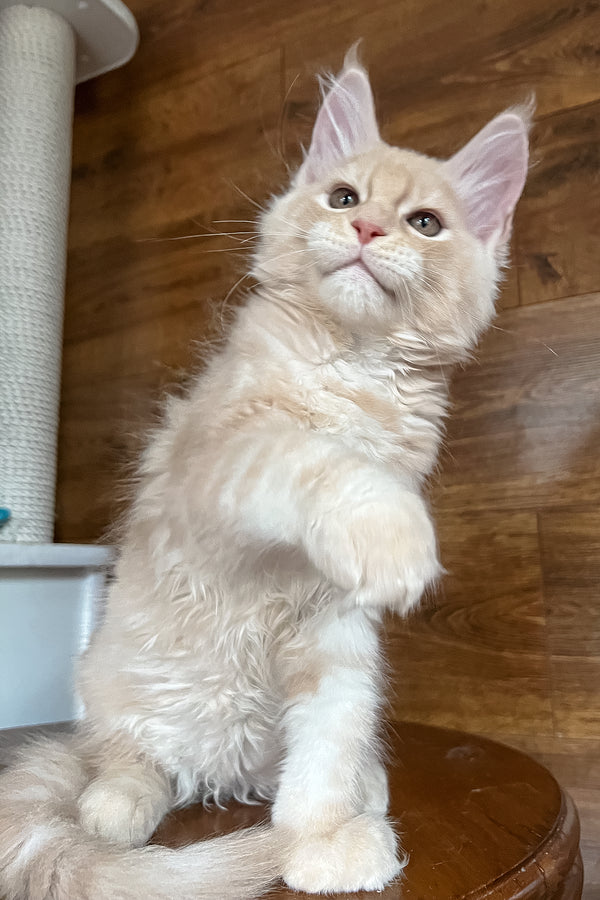 Richi | Maine Coon Kitten