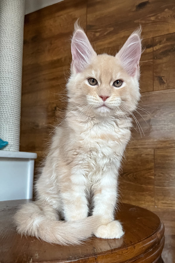 Richi | Maine Coon Kitten