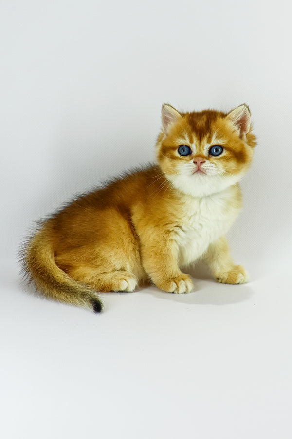 Zosia | British Shorthair Kitten