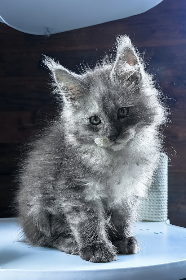 Bianka | Maine Coon Kitten