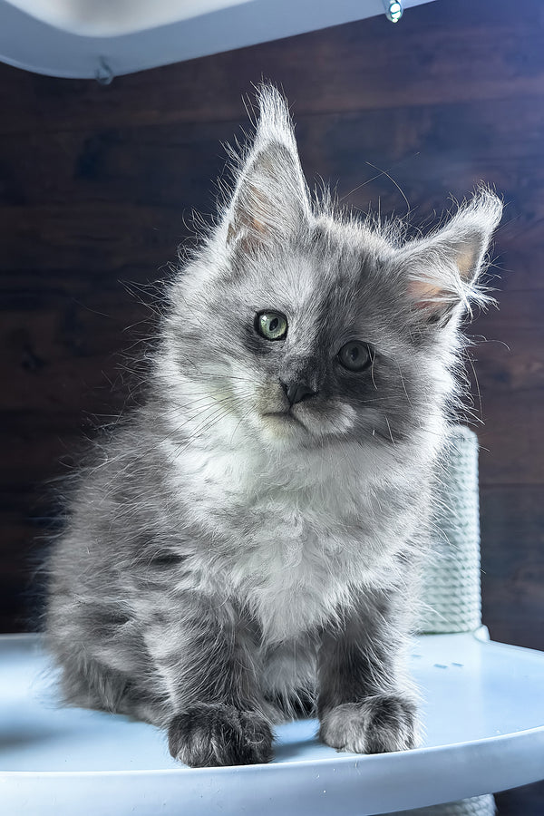 Bianka | Maine Coon Kitten