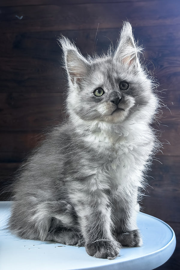 Bianka | Maine Coon Kitten