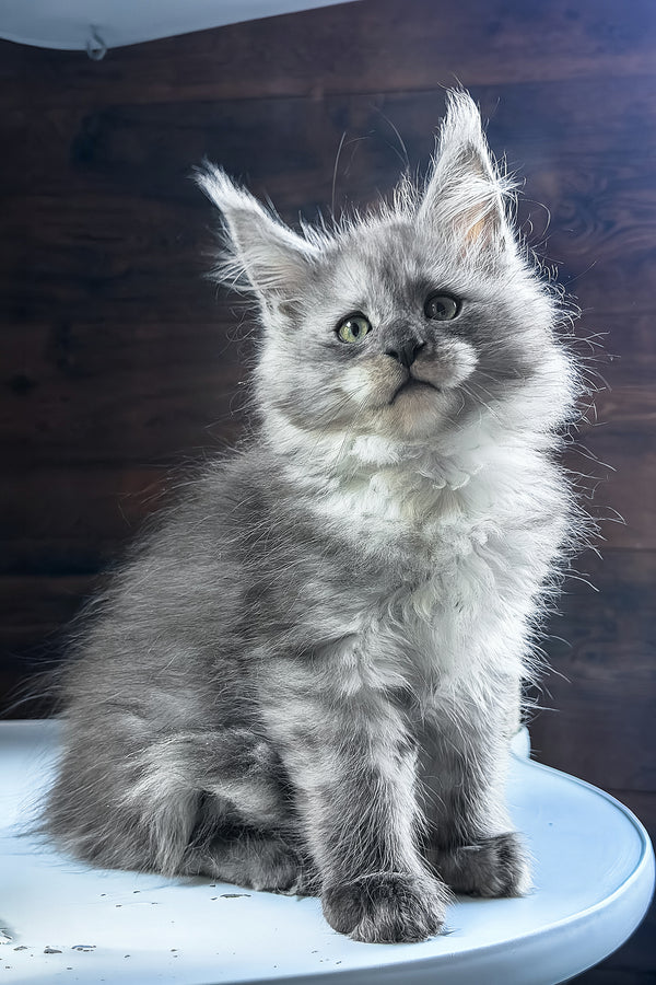 Bianka | Maine Coon Kitten