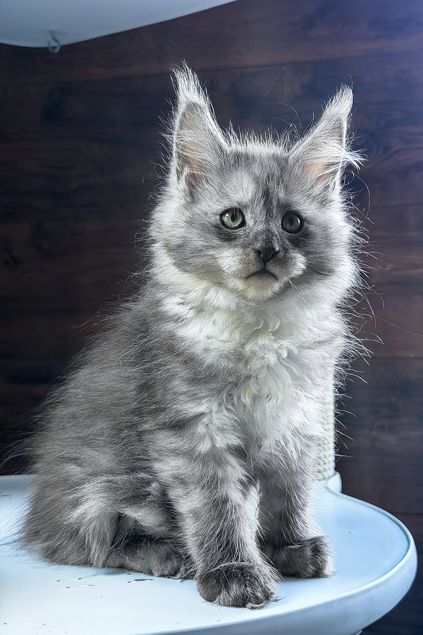 Bianka | Maine Coon Kitten