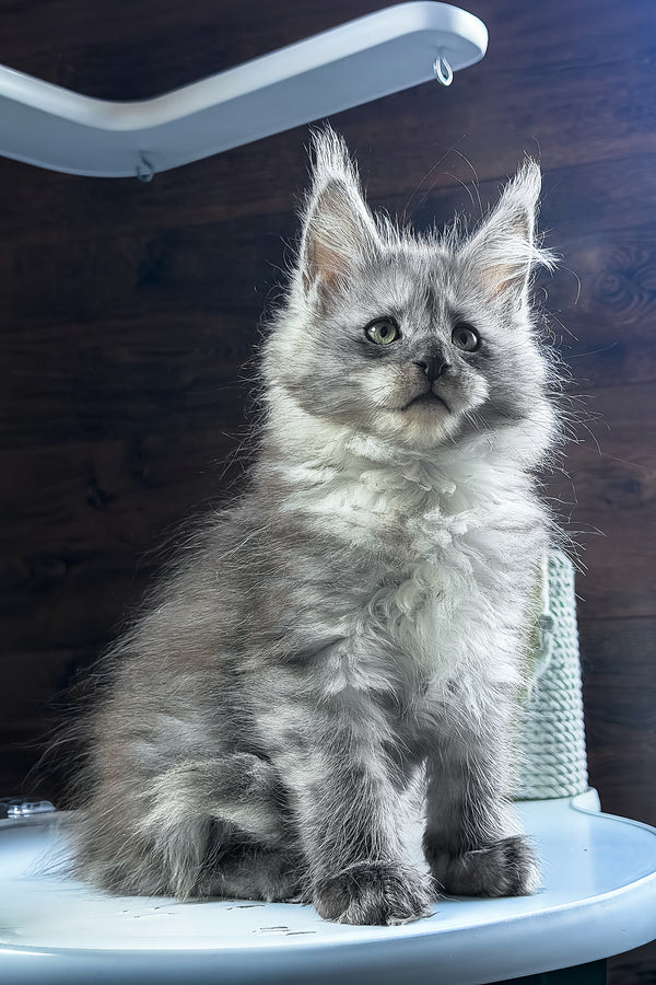 Bianka | Maine Coon Kitten