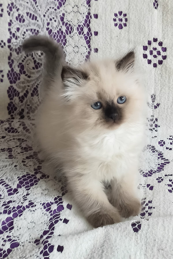 Liala | Siberian Kitten