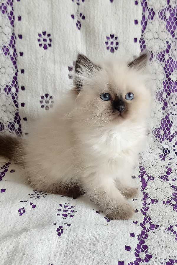 Liala | Siberian Kitten