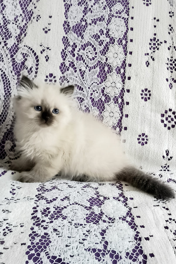 Liala | Siberian Kitten