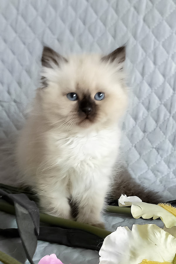 Liala | Siberian Kitten