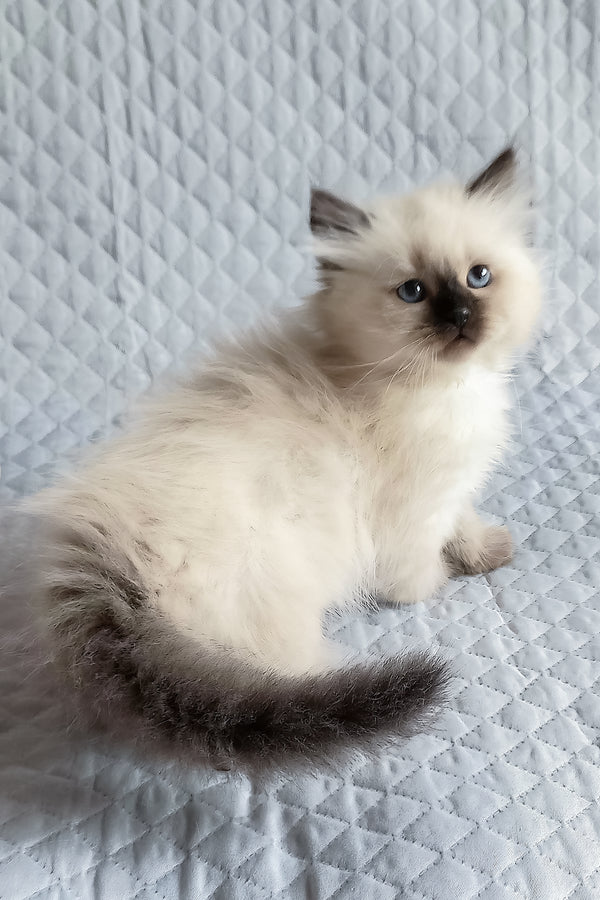 Liala | Siberian Kitten