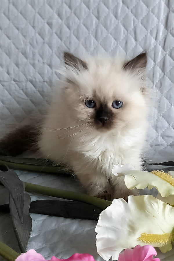 Liala | Siberian Kitten