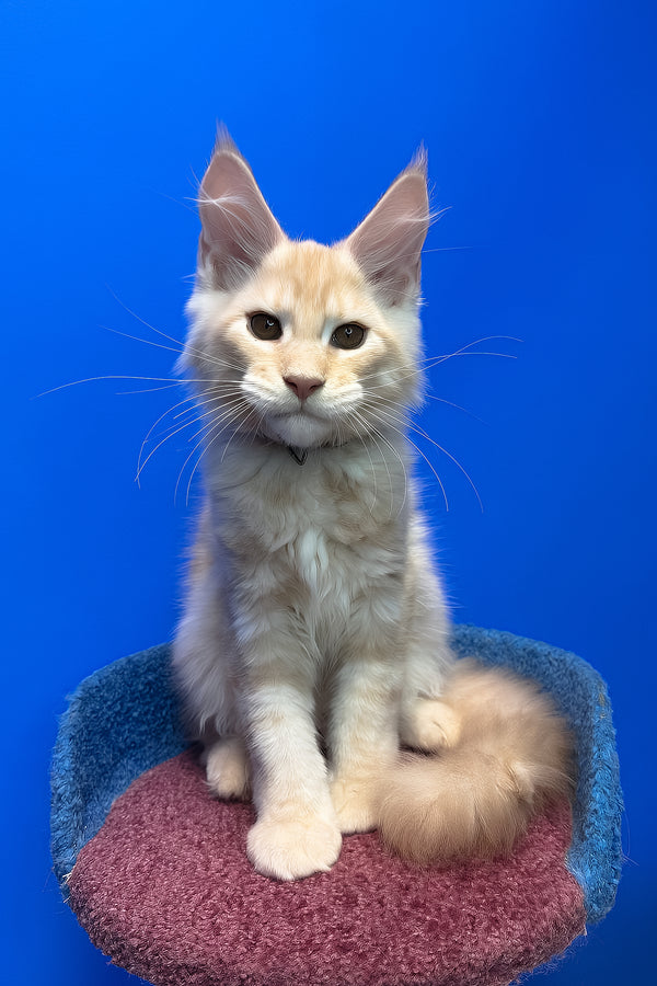 Ricky | Maine Coon Kitten