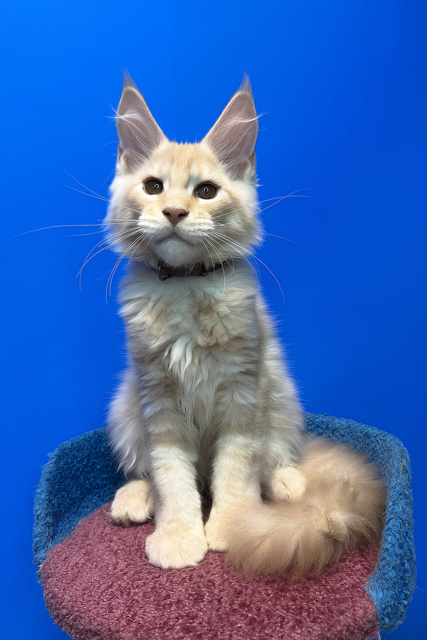 Ricky | Maine Coon Kitten