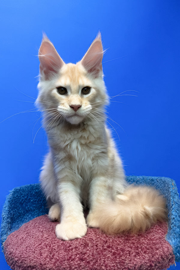 Ricky | Maine Coon Kitten