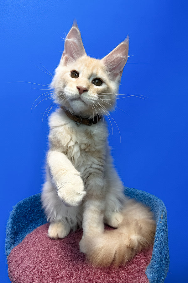 Ricky | Maine Coon Kitten