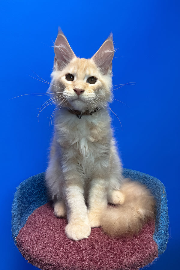 Ricky | Maine Coon Kitten