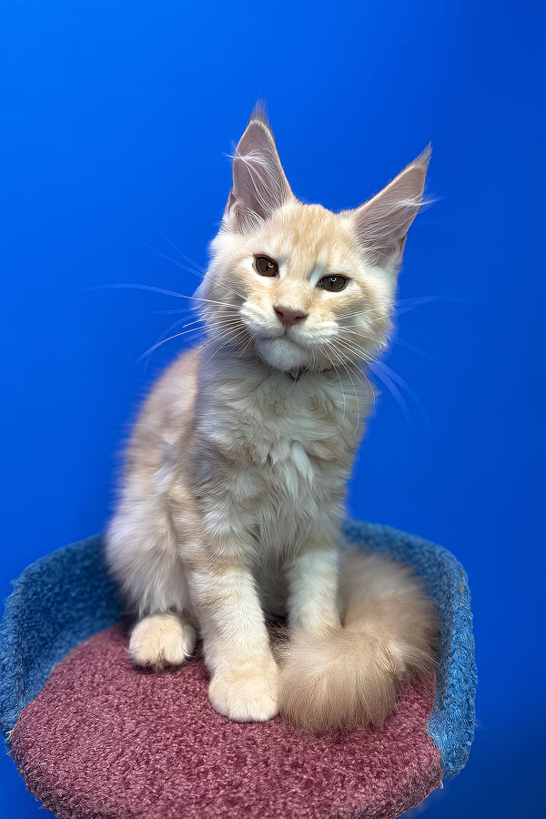 Ricky | Maine Coon Kitten