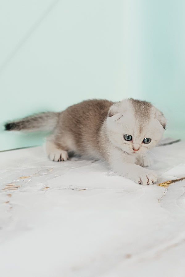 Vivian | Scottish Fold Kitten