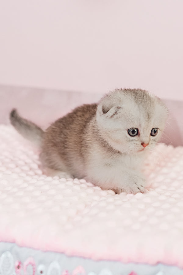 Vivian | Scottish Fold Kitten