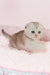 Vivian | Scottish Fold Kitten