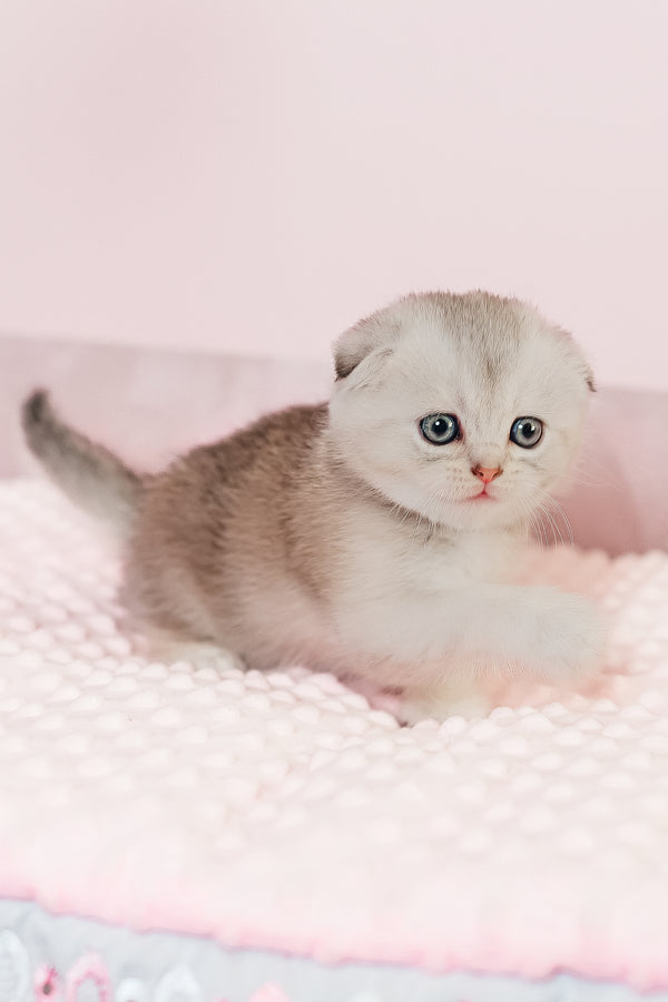 Vivian | Scottish Fold Kitten