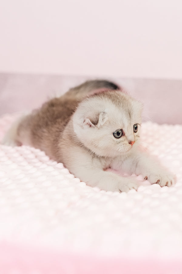 Vivian | Scottish Fold Kitten