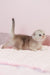 Vivian | Scottish Fold Kitten