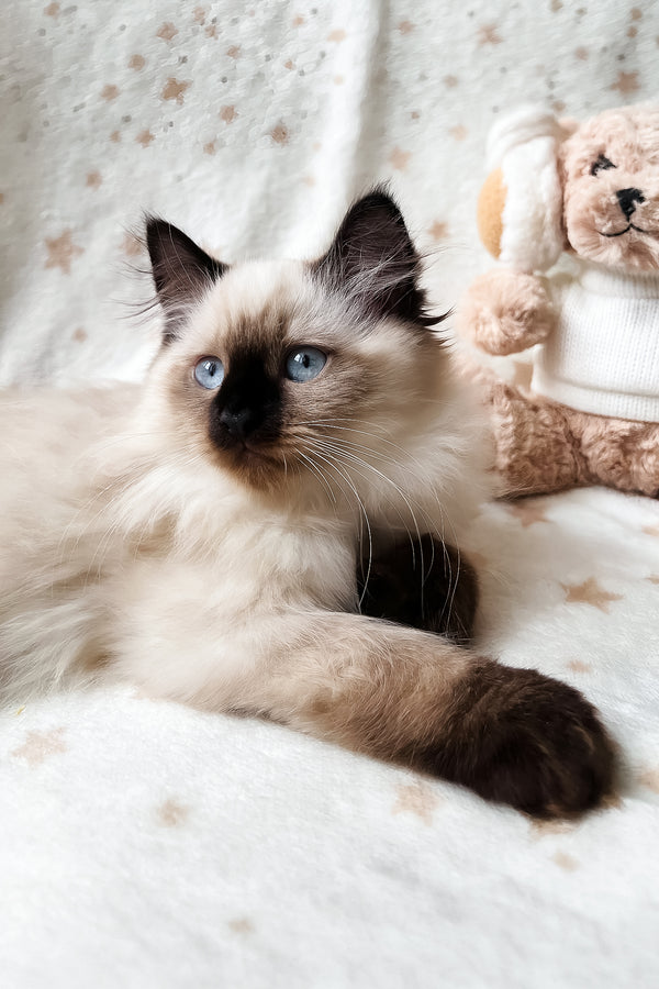 Adam | Scottish Straight Longhair Kitten