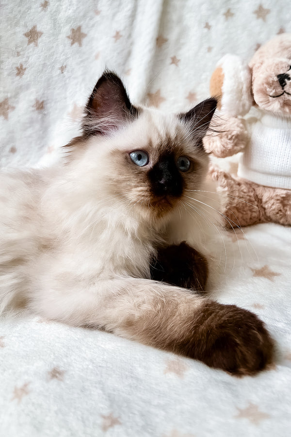 Adam | Scottish Straight Longhair Kitten