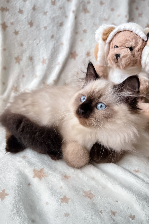 Adam | Scottish Straight Longhair Kitten