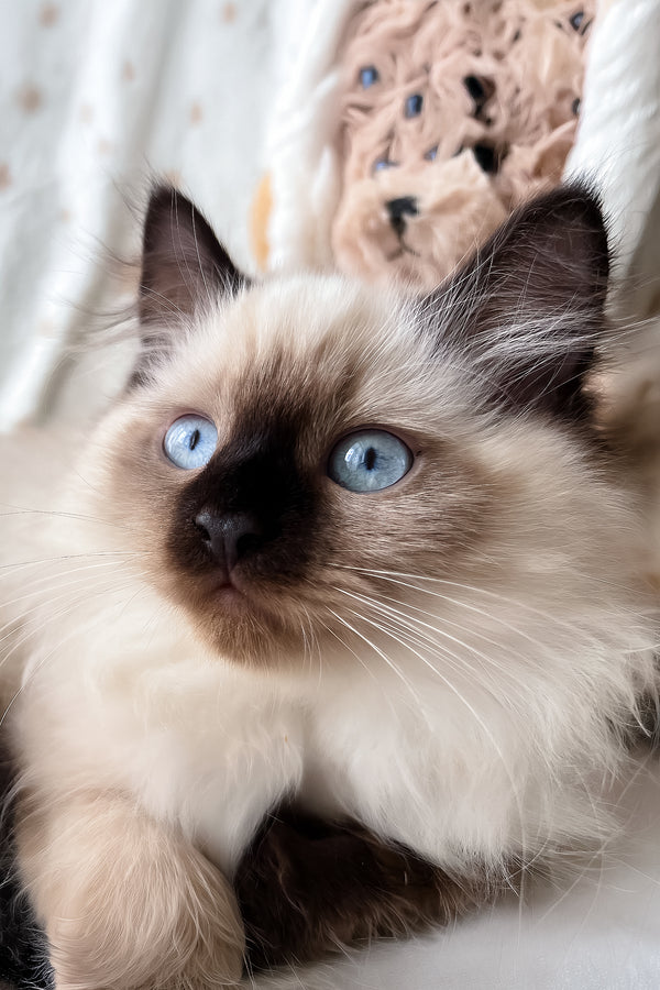 Adam | Scottish Straight Longhair Kitten
