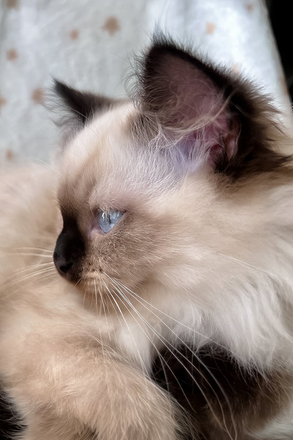 Adam | Scottish Straight Longhair Kitten