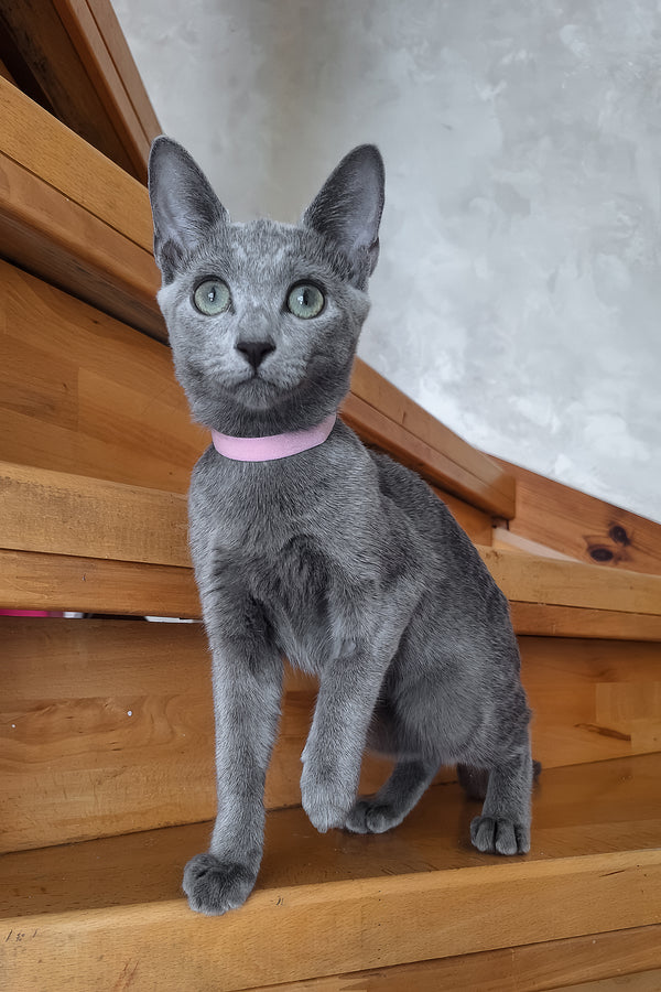 Olesya | Russian Blue Kitten
