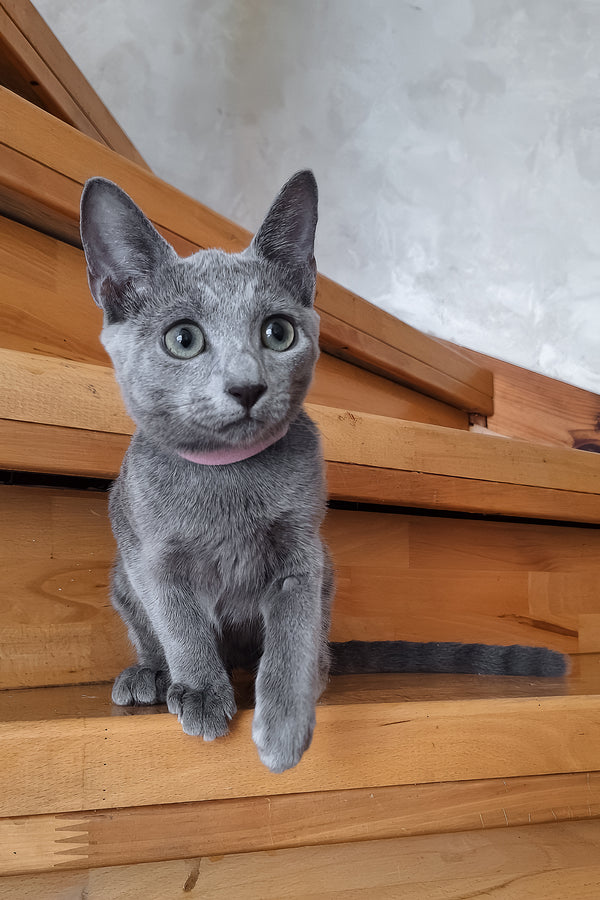Olesya | Russian Blue Kitten