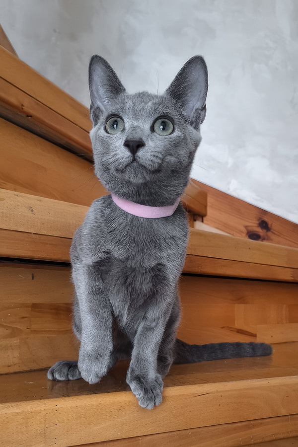 Olesya | Russian Blue Kitten