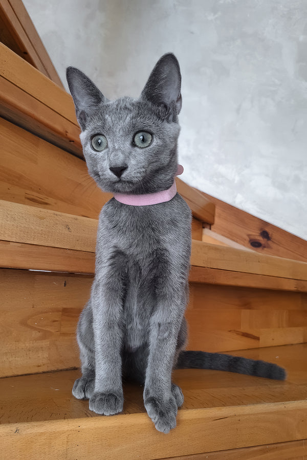 Olesya | Russian Blue Kitten