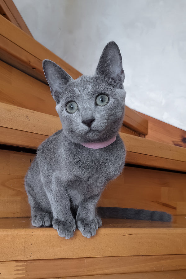 Olesya | Russian Blue Kitten