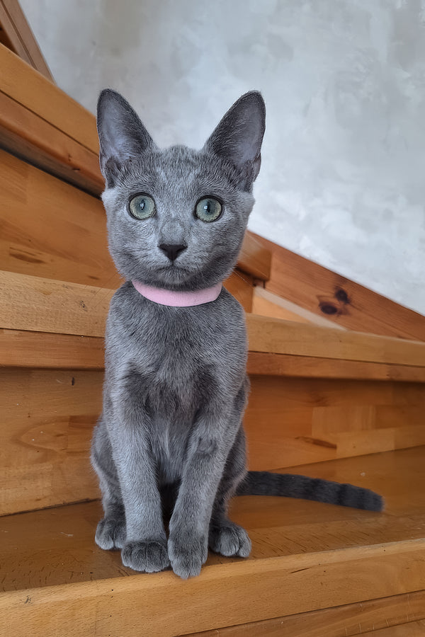 Olesya | Russian Blue Kitten
