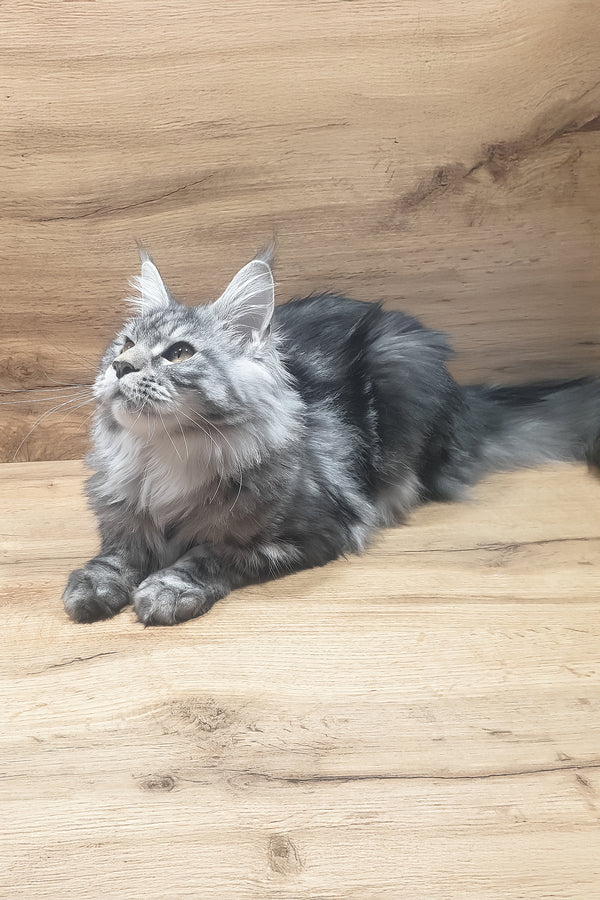 Agatha | Maine Coon Kitten