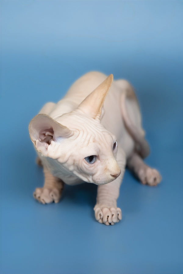 Ernest | Canadian Sphynx Kitten