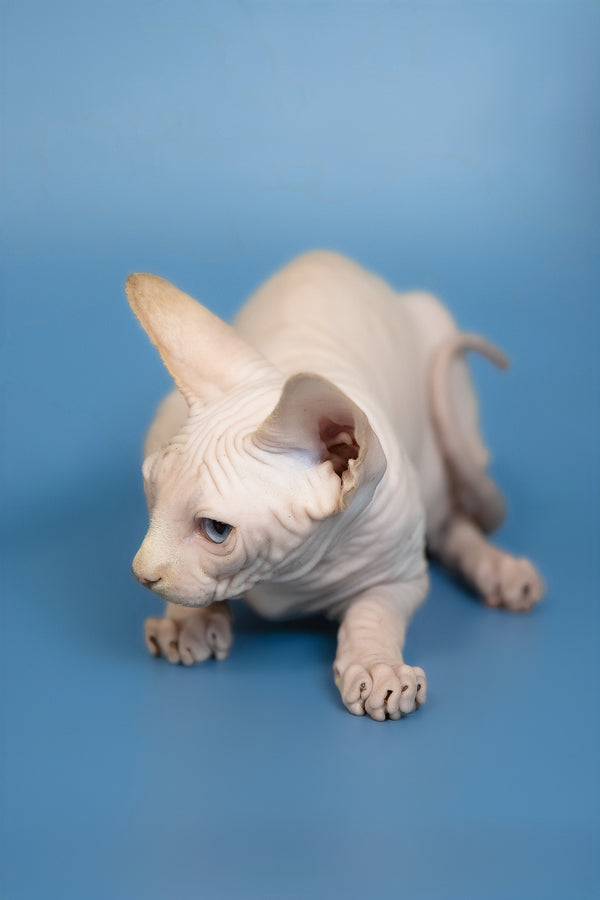 Ernest | Canadian Sphynx Kitten