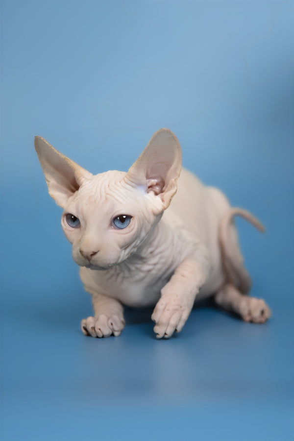 Ernest | Canadian Sphynx Kitten