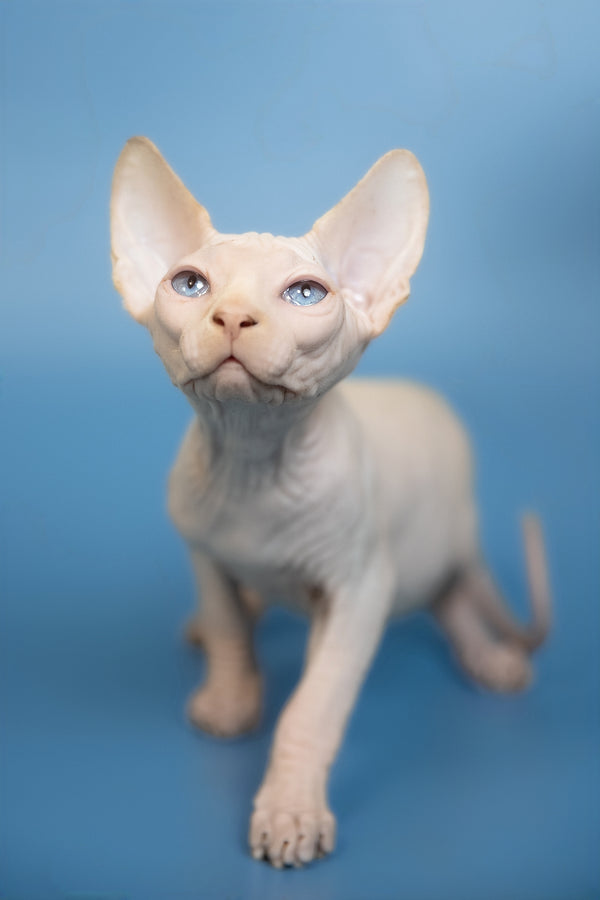 Ernest | Canadian Sphynx Kitten