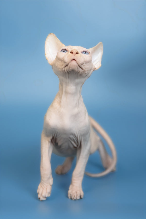 Ernest | Canadian Sphynx Kitten