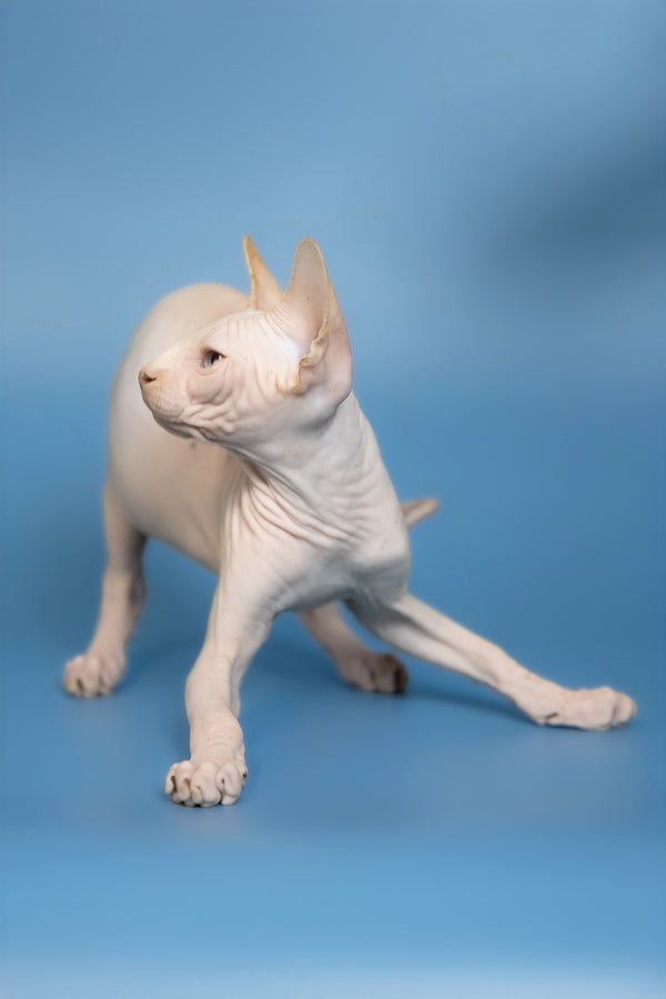 Ernest | Canadian Sphynx Kitten