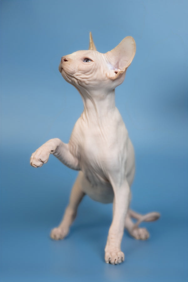 Ernest | Canadian Sphynx Kitten
